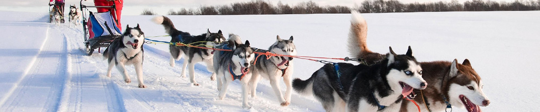 dog sled